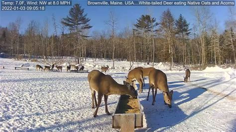 deer cam brownville maine|live deer webcam in maine.